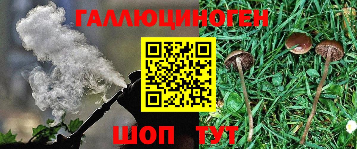 Камышлов  где продают   Вход с VPN  Псилоцибиновые грибы MAGIC MUSHROOMS 